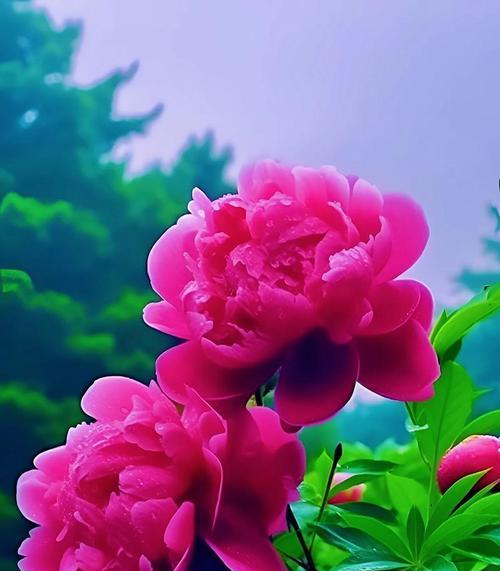 彩色花的寓意是什么？它们各自有什么花语？