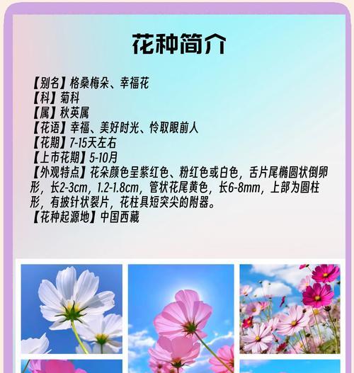 金色格桑花的含义是什么？格桑花的花语有哪些？