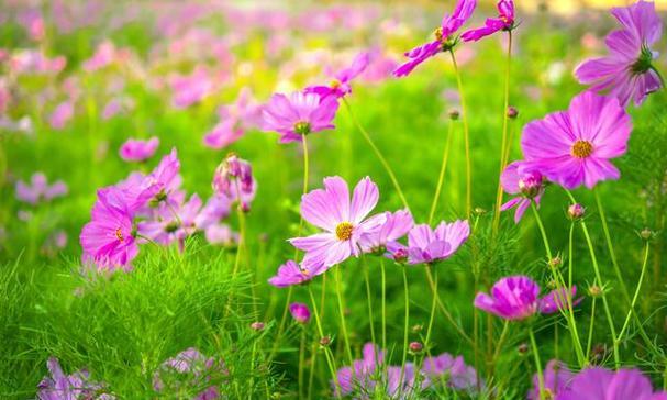 金色格桑花的含义是什么？格桑花的花语有哪些？