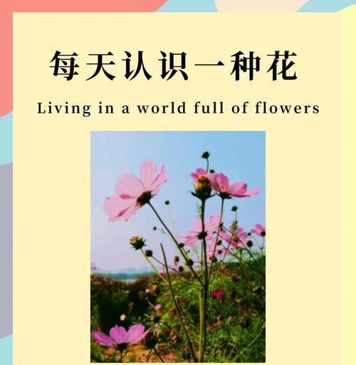 金色格桑花的含义是什么？格桑花的花语有哪些？