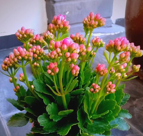 彩色玫瑰花的意义是什么？寓意吉祥的长寿花是什么？