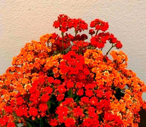 彩色玫瑰花的意义是什么？寓意吉祥的长寿花是什么？
