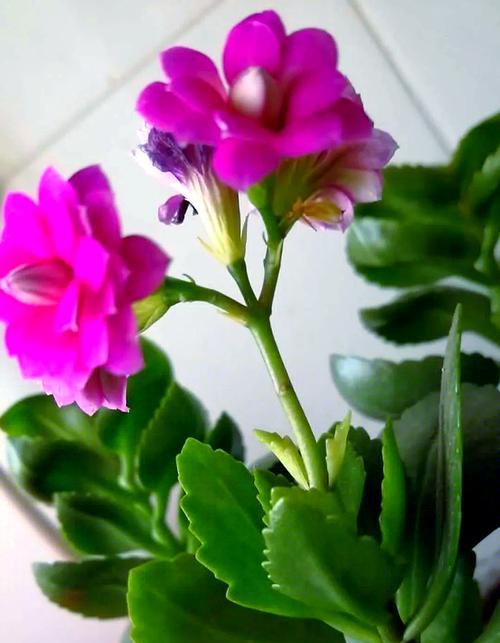 彩色玫瑰花的意义是什么？寓意吉祥的长寿花是什么？