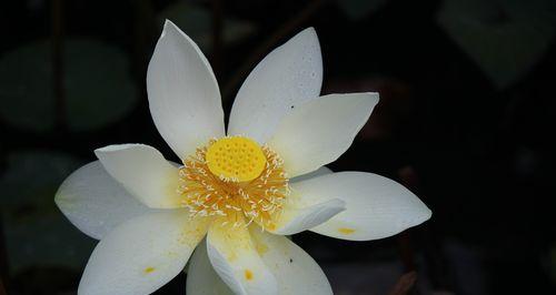 哪种花象征着一路平安？