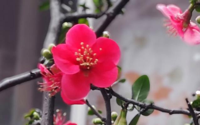 春节迎新春的花语是什么？新春花有哪些寓意？