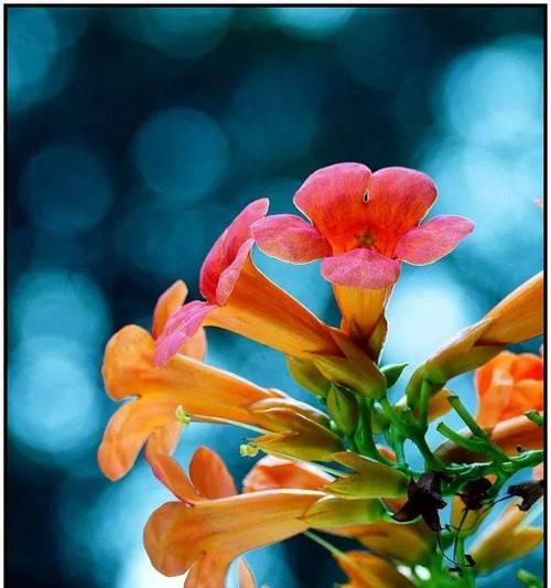 春节迎新春的花语是什么？新春花有哪些寓意？