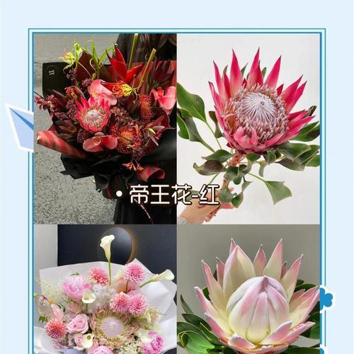 帝王花手捧花的寓意是什么？它在婚礼中象征着什么？