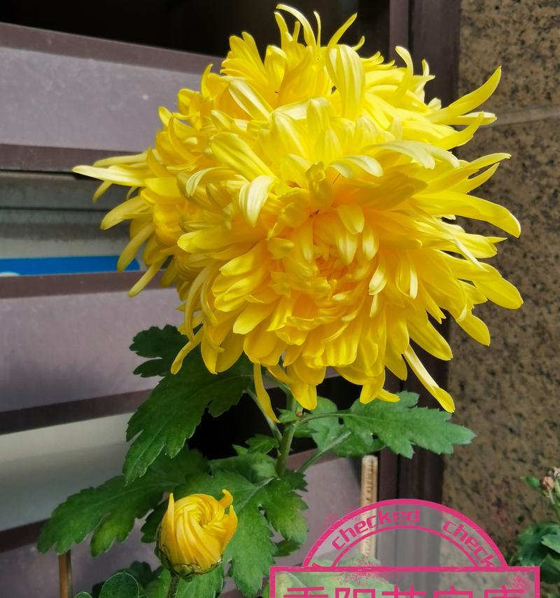 重阳节的象征花有哪些？如何选择重阳节的花？