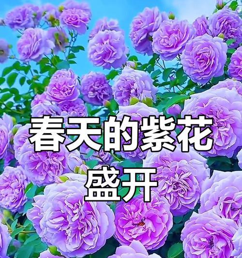 紫色花有哪些特别的含义和象征？