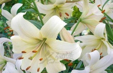 白色的花寓意好的有哪些？如何选择？