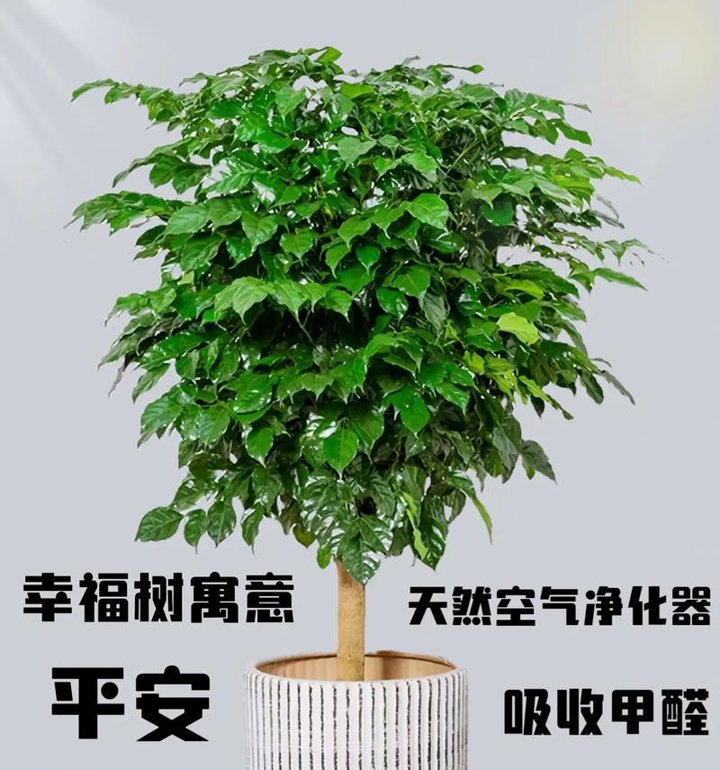 哪些花象征家庭幸福和睦？摆放建议是什么？