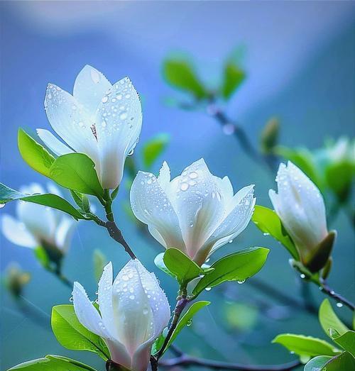 哪些花象征家庭幸福和睦？摆放建议是什么？