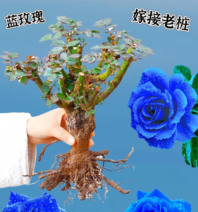蓝色玫瑰花寓意从何而来？代表什么？