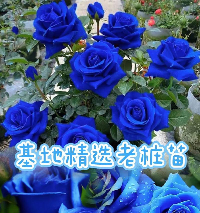 九朵蓝色玫瑰代表什么？蓝色玫瑰花束的含义是什么？