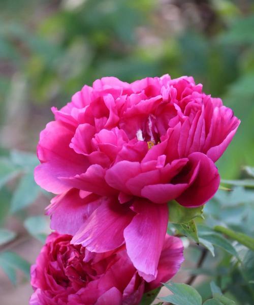古代哪些花象征美色和美丽？
