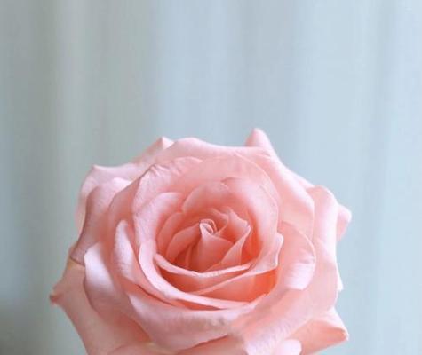 家里放粉色玫瑰花有什么意义？粉色玫瑰花的含义是什么？