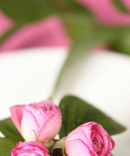 家里放粉色玫瑰花有什么意义？粉色玫瑰花的含义是什么？
