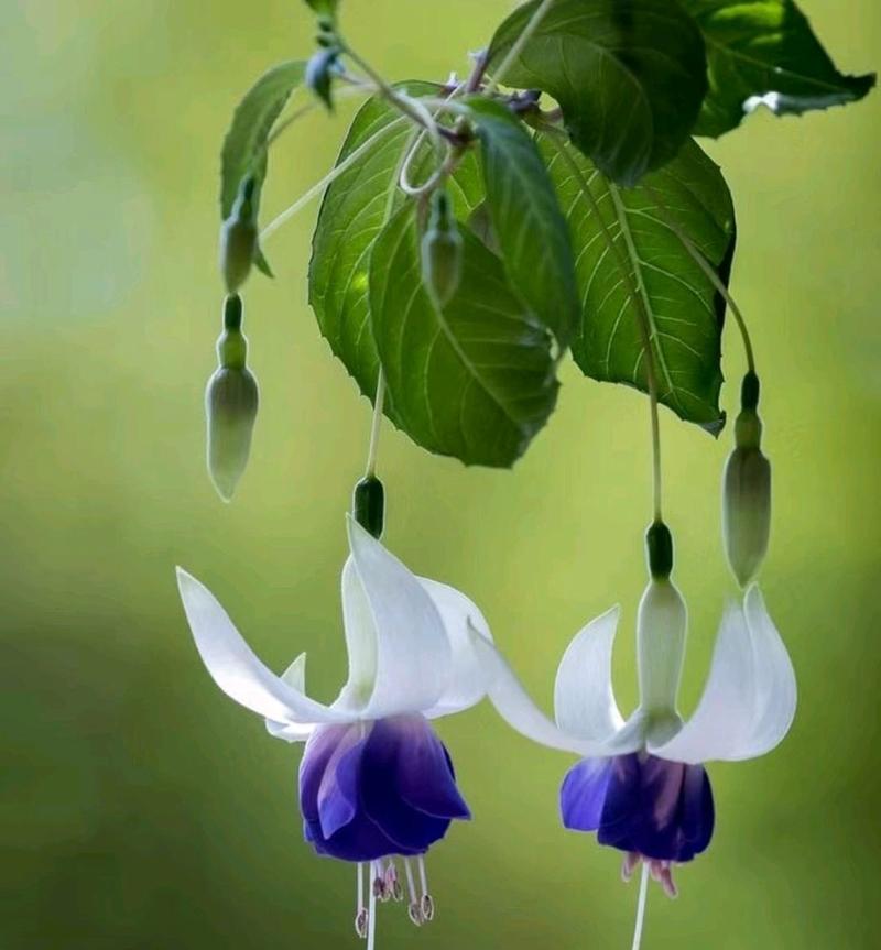 象征平安的花有哪些？这种花的寓意是什么？