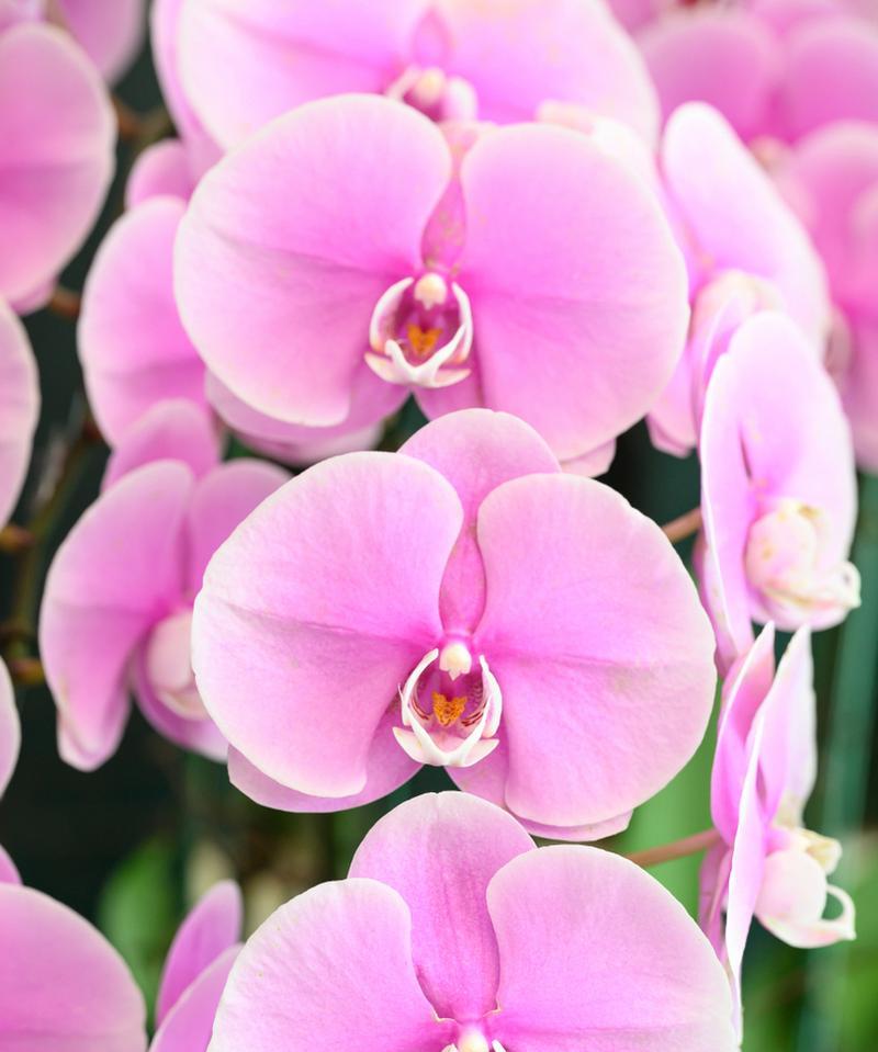 象征平安的花有哪些？这种花的寓意是什么？