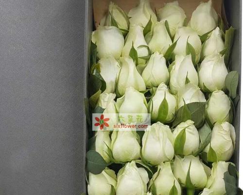 甜蜜咖啡花语大全是什么？它包含了哪些花语？