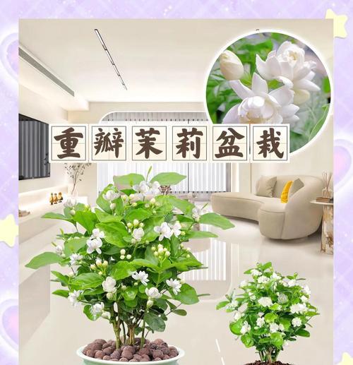 哪些花和动物象征爱情？它们的寓意是什么？