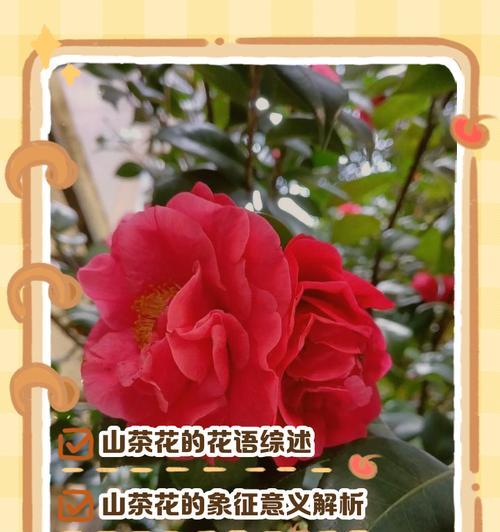白色和天下花的花语是什么？它象征着什么？