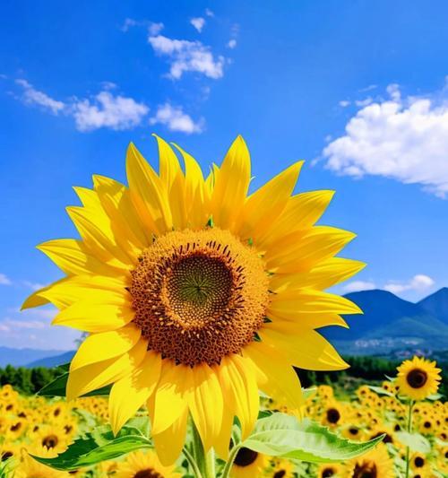 什么花寓意最浪漫？浪漫花的寓意是什么？