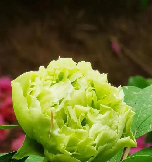 绿色的花有哪些？它们各自的含义是什么？