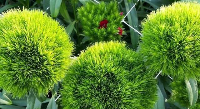绿色的花有哪些？它们各自的含义是什么？