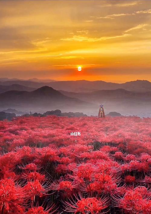 彼岸花的浪漫寓意是什么？