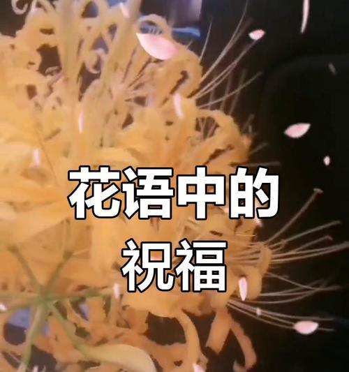 彼岸花的浪漫寓意是什么？