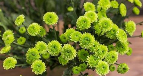 绿色花象征复活的含义是什么？