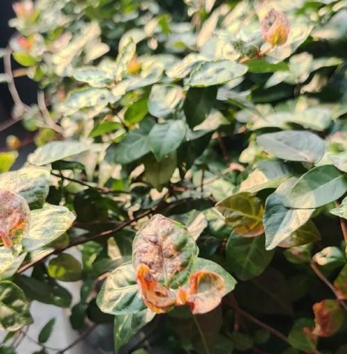 变色络石花的花语和象征意义是什么？