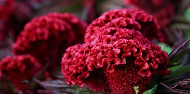 红色基因象征哪种花？红色花的寓意是什么？