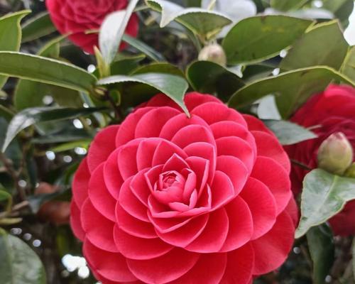 红色基因象征哪种花？红色花的寓意是什么？