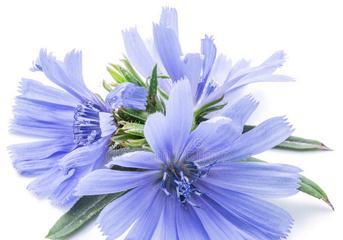 蓝色栀子花代表什么？它的意义是什么？