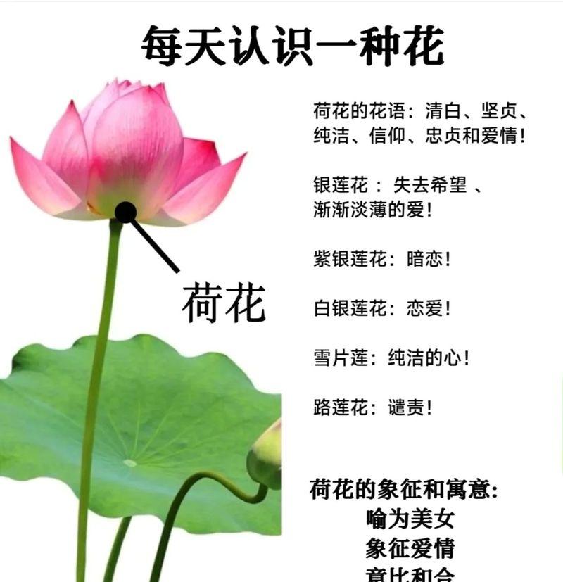 春节送什么花语最好？如何选择寓意吉祥的花卉？