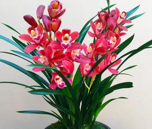 春节送什么花语最好？如何选择寓意吉祥的花卉？