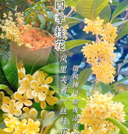 春节送什么花语最好？如何选择寓意吉祥的花卉？