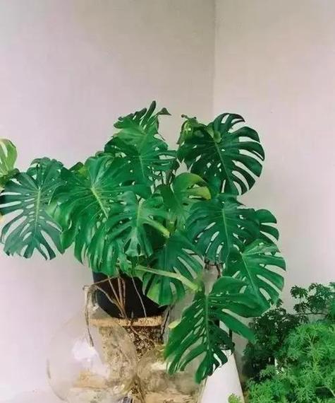放家里寓意身体健康的花有哪些？