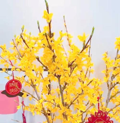 吉祥如意的花有哪些？它们的寓意分别是什么？