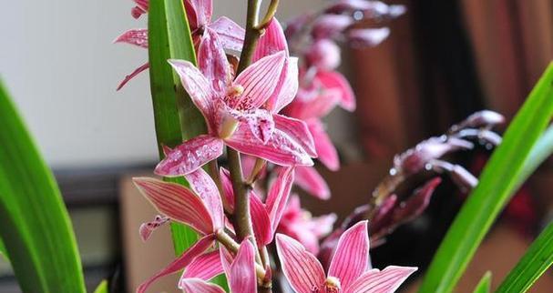 吉祥如意的花有哪些？它们的寓意分别是什么？