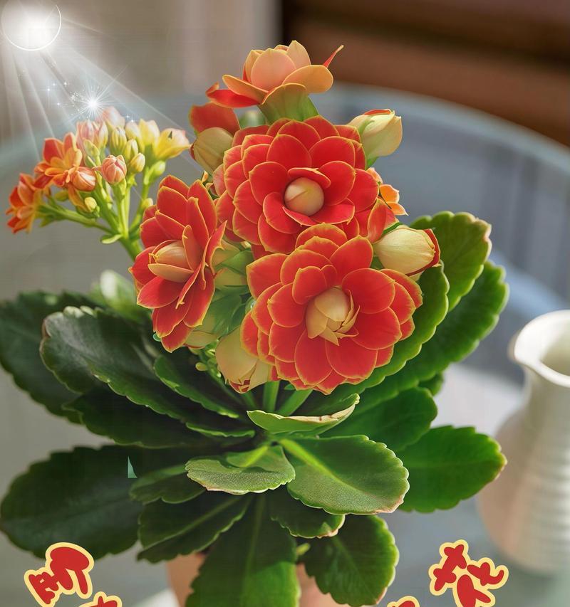 长寿花的美好寓意是什么？长寿花象征着什么？