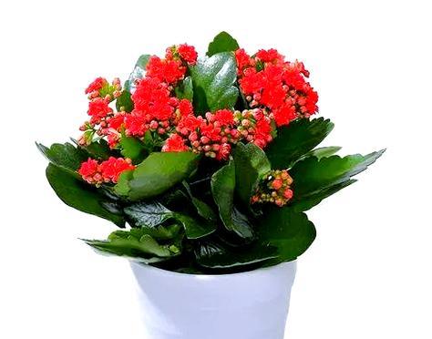 长寿花的美好寓意是什么？长寿花象征着什么？