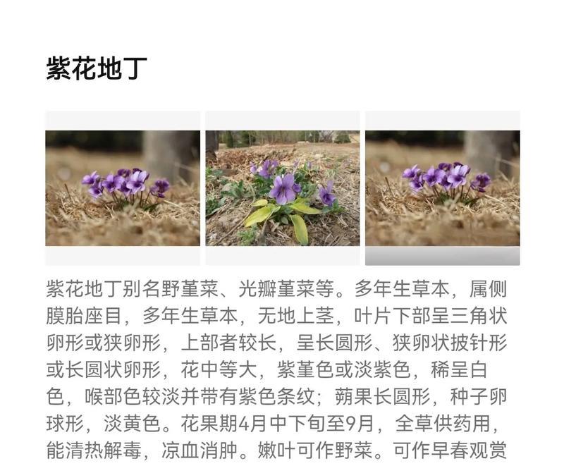 三角形在爱情花语中有什么寓意？