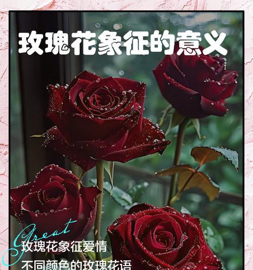 玫瑰手捧花的寓意是什么？如何制作？