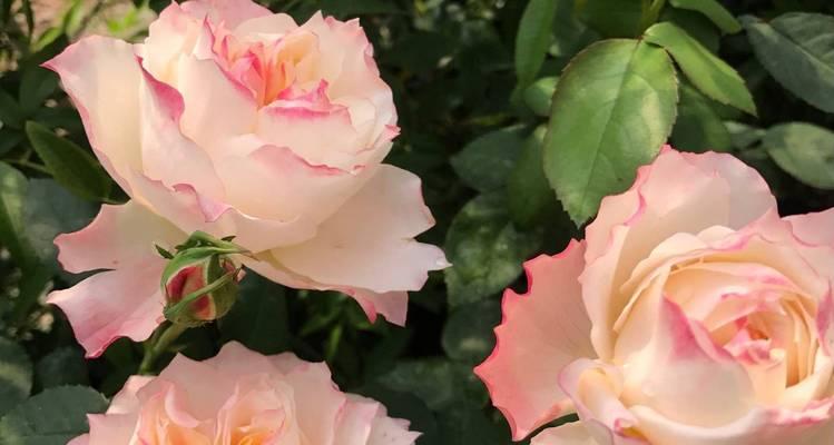 粉色花朵为何代表浪漫？它们的花语是什么？