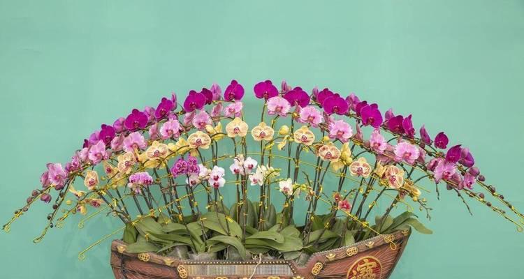 什么花象征富有和成功？如何用花表达成功？