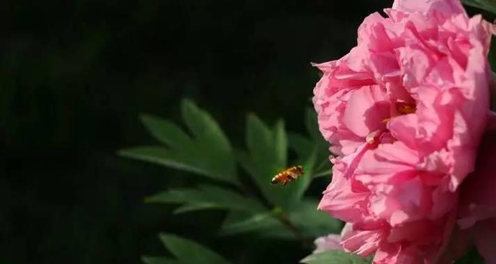 黑色牡丹花和蜜蜂在一起象征着什么？它们的寓意是什么？