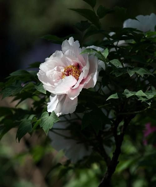 黑色牡丹花和蜜蜂在一起象征着什么？它们的寓意是什么？